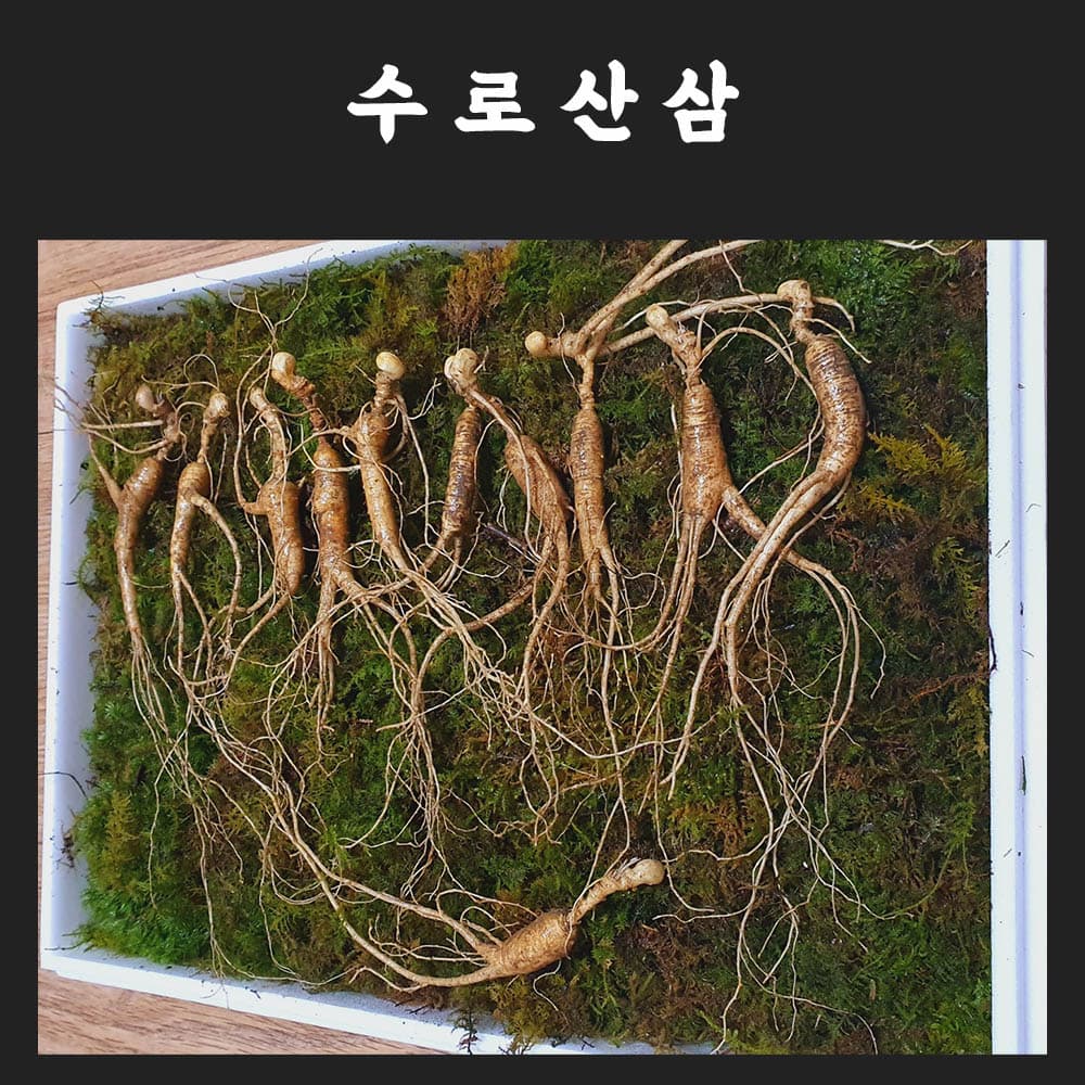 수로산삼 산양산삼 12년근 정삼 중자 10뿌리/ 추가로 1뿌리증정