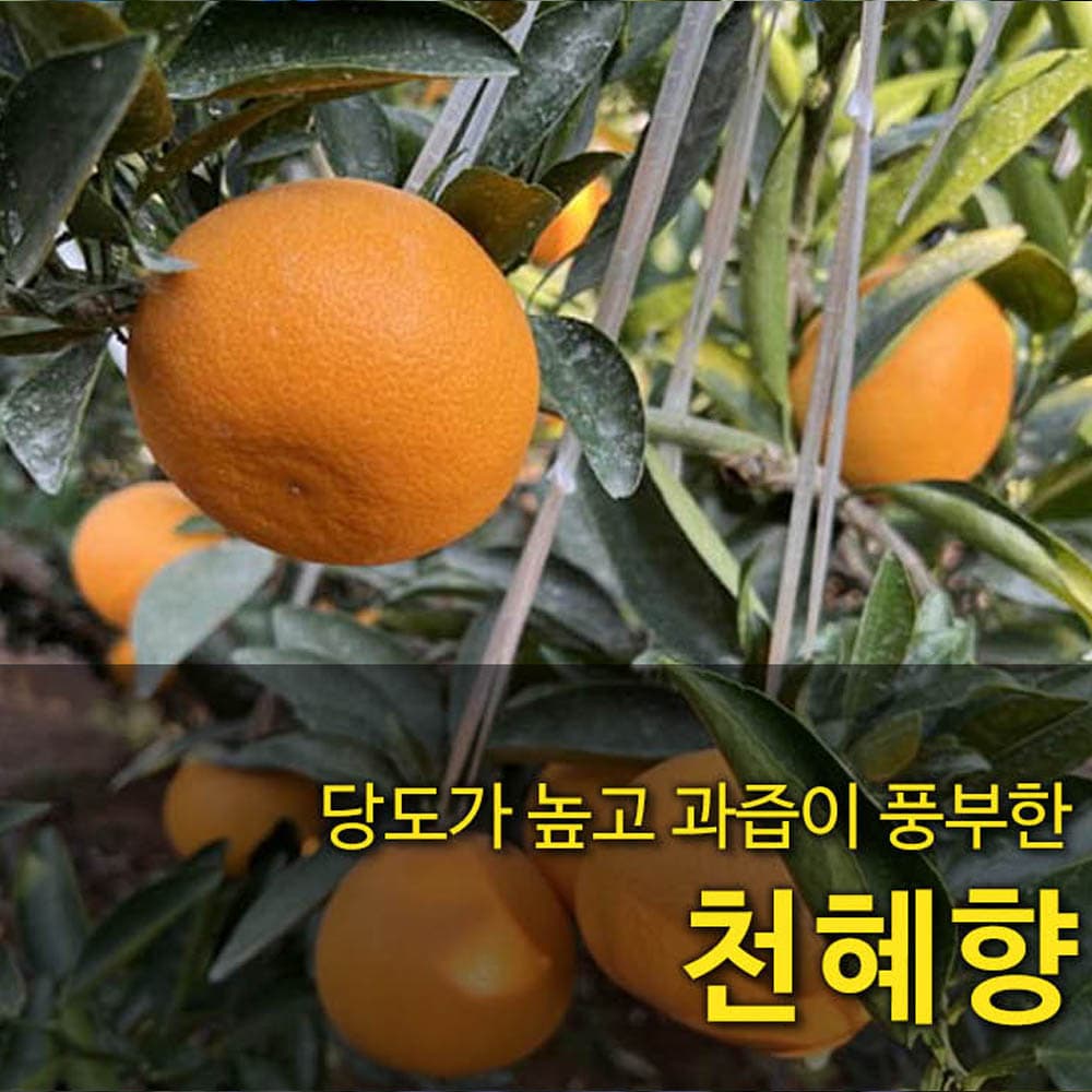 [국산과일] 시즌에만 즐길수 있는 천혜향 3kg 9-13과