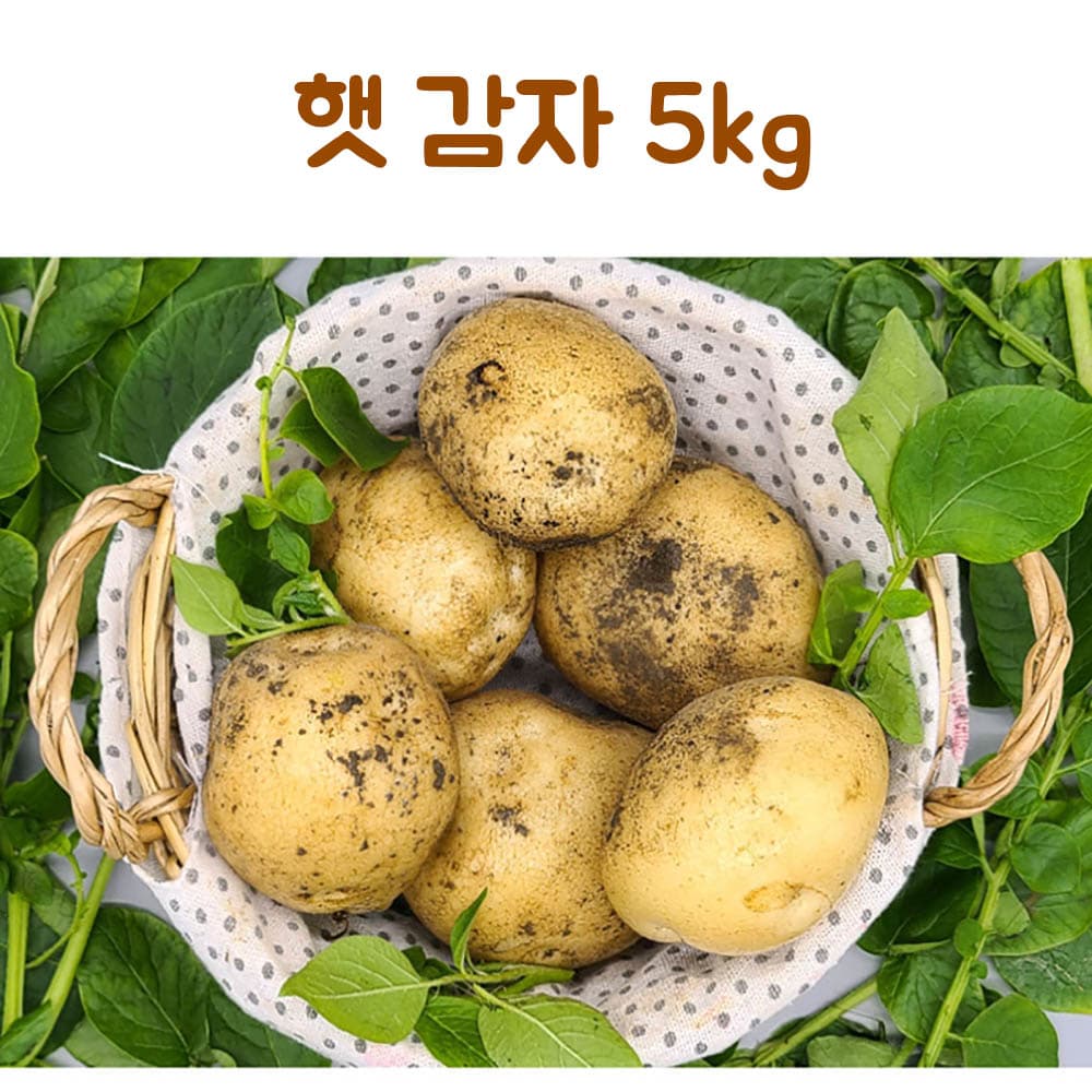24년산 감자 5kg(왕특)