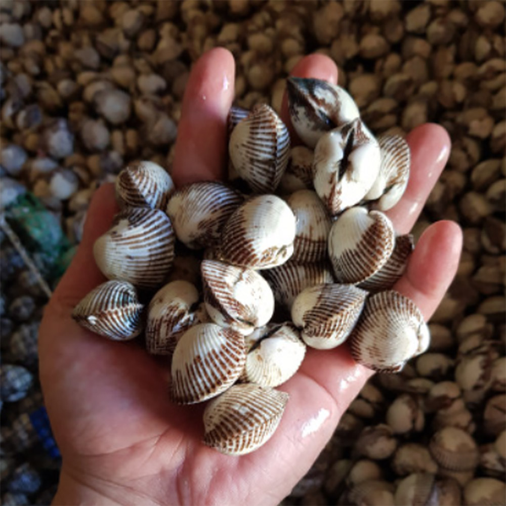 벌교 새꼬막 대 1kg 상세이미지
