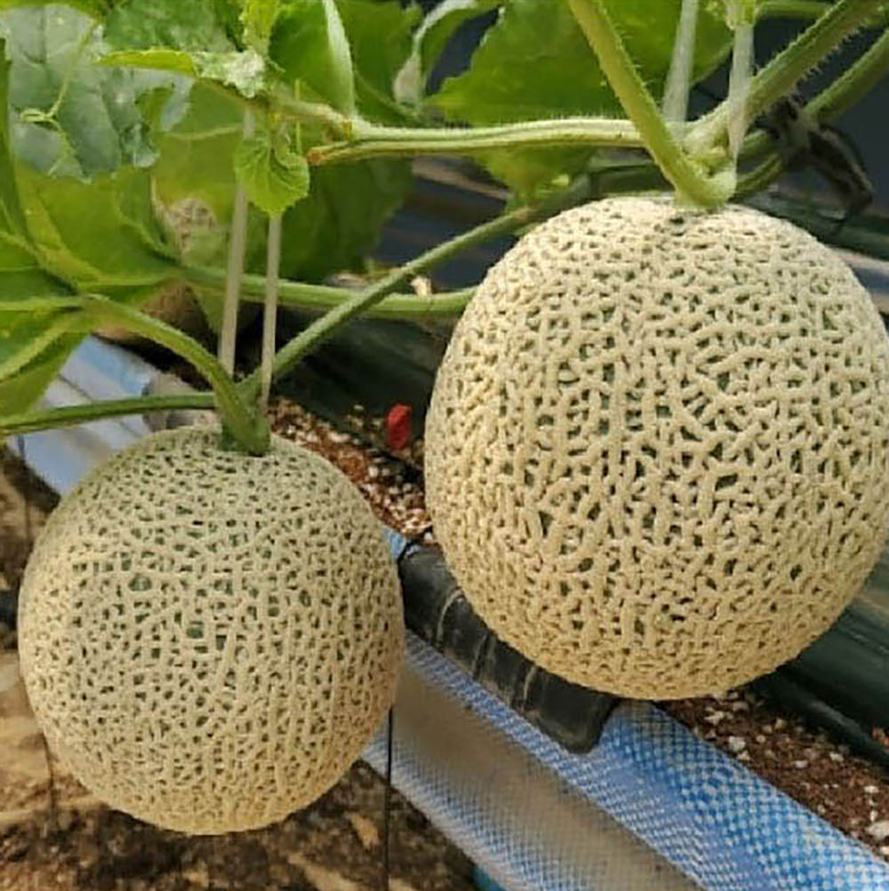 국내산 머스크 메론 8kg 내외(특품 4~5수 개당 1.5~2kg) 상세이미지