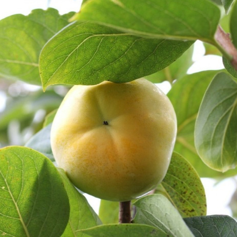 햇 단감 정품 2kg (특대과/특품 8~10과) 상세이미지